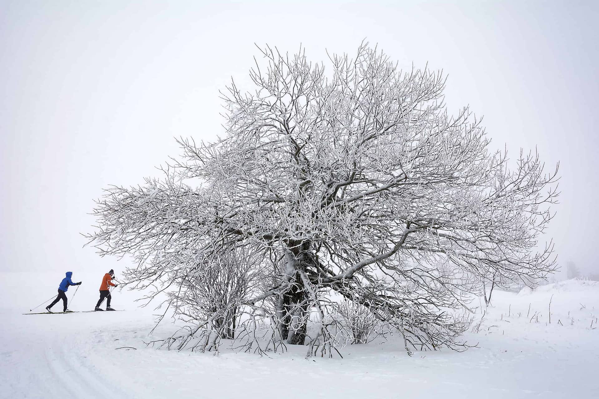 Snow tree and skate skiers scaled